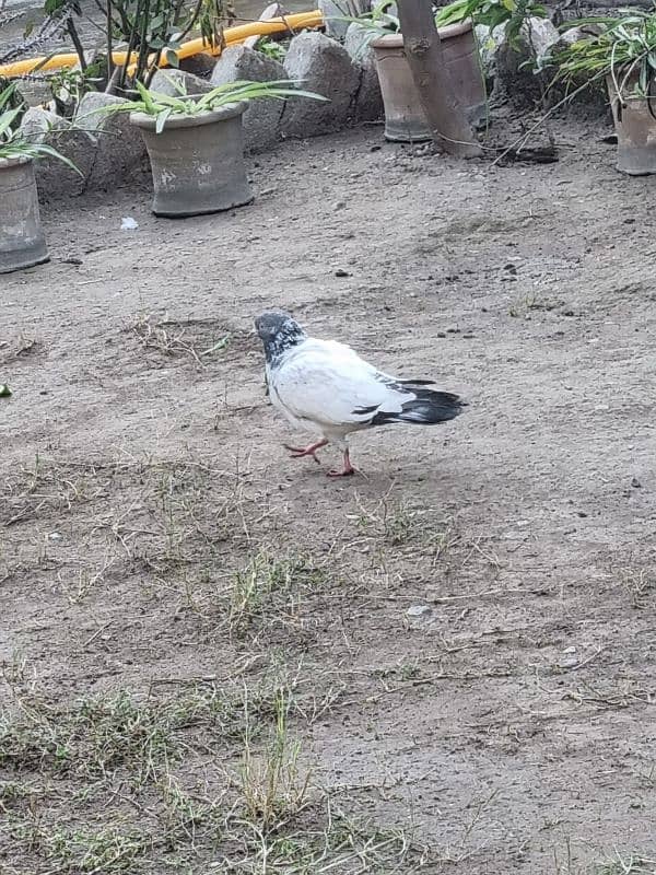 Different breed pigeons for sale 6