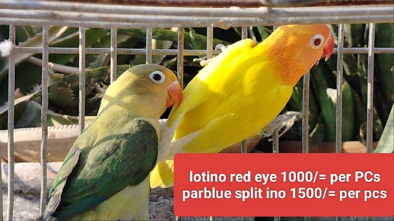 Albino red eye + creamino + common lotino + lotino red eye + parblue 1