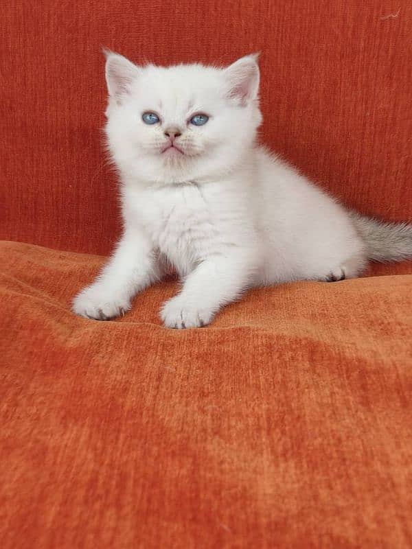 British shorthair 0