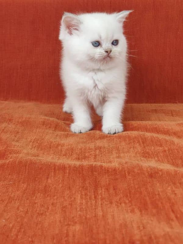 British shorthair 3