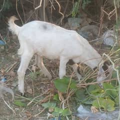 Bakra