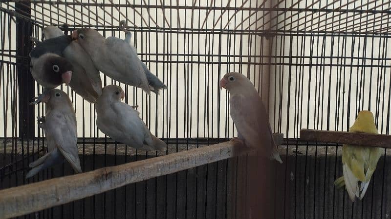 two love birds breeder pairs 1