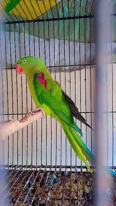 parrot