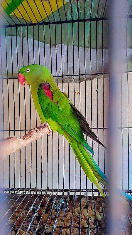 parrot female confirm breeder 0