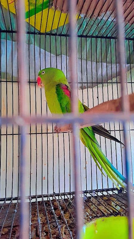 parrot female confirm breeder 1