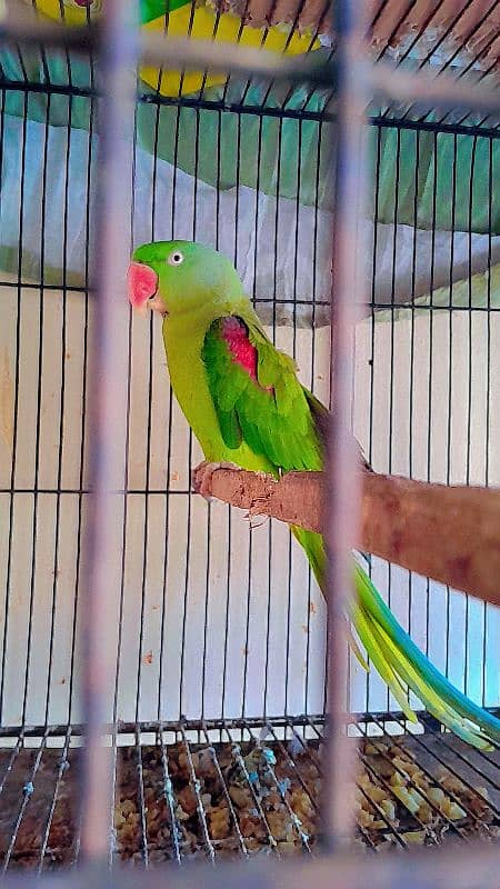 parrot female confirm breeder 2