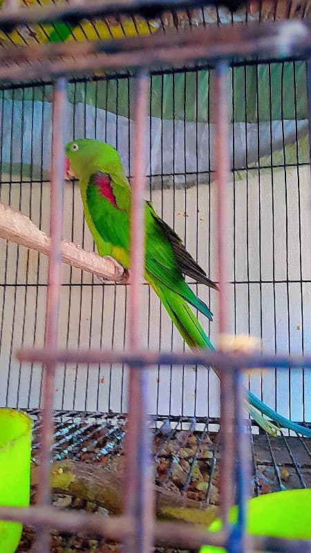 parrot female confirm breeder 3