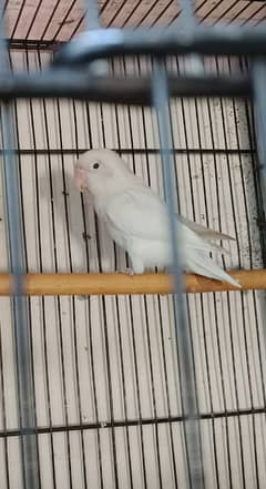 Albino black eye red eye split breader male.