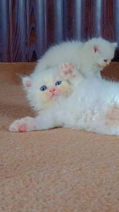 Persian kittens for urgent sale  My Whatsapp number 03479384891