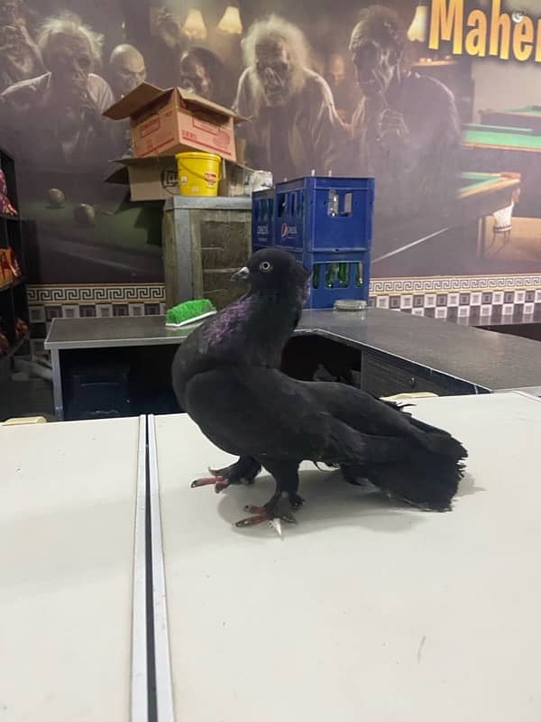 lakka sharazi black white all fancy pigeon available 0