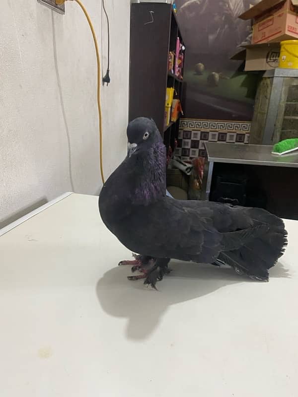 lakka sharazi black white all fancy pigeon available 1