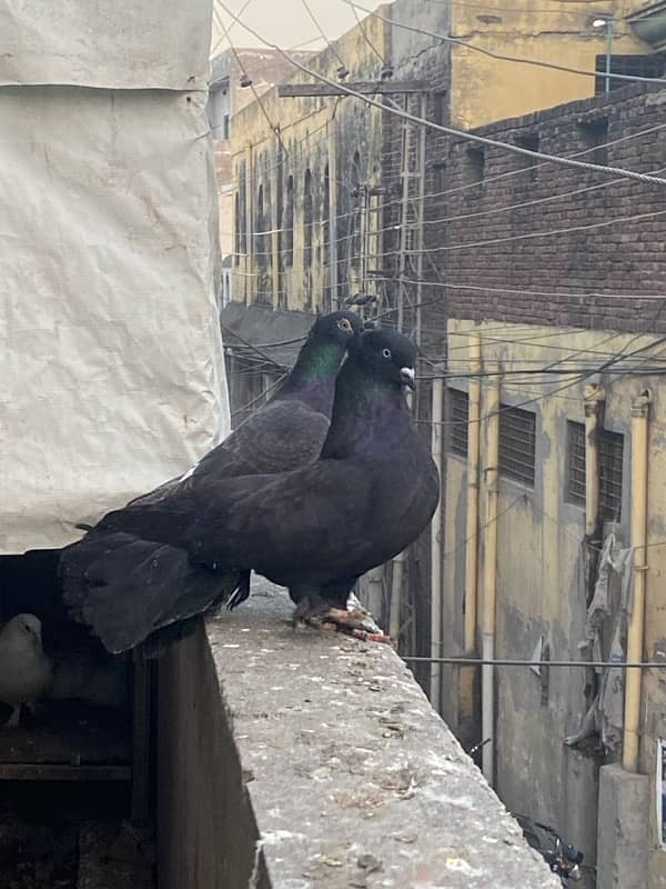 lakka sharazi black white all fancy pigeon available 2