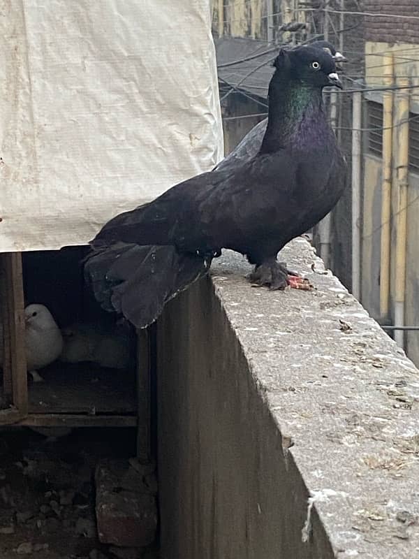 lakka sharazi black white all fancy pigeon available 6