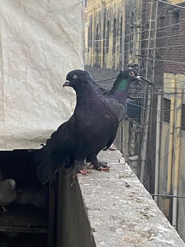 lakka sharazi black white all fancy pigeon available 7