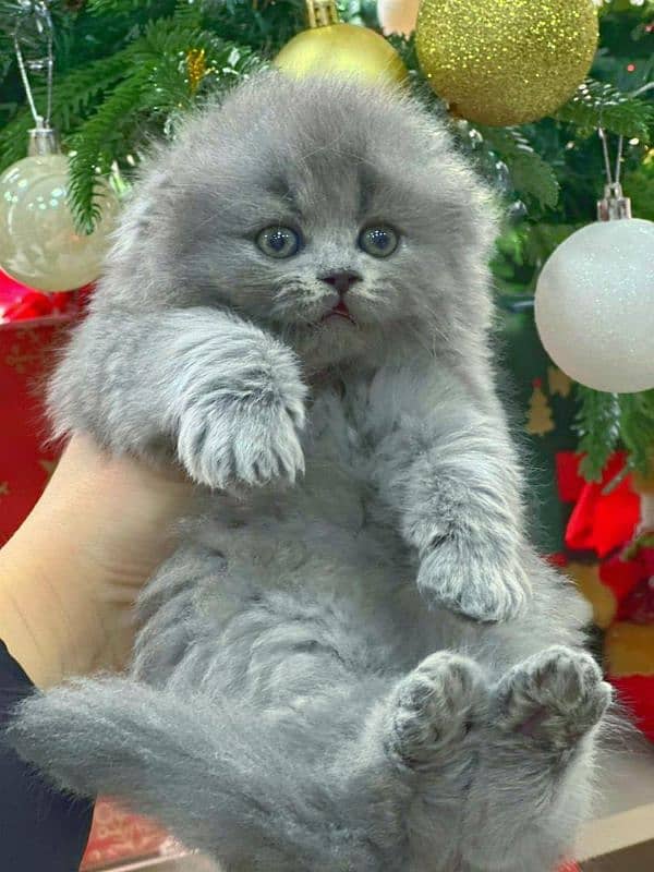 Scottish fold 1