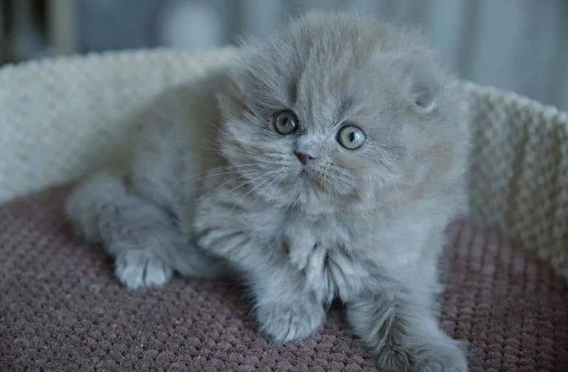 Scottish fold 3