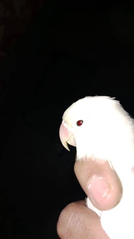 Albino black eye red eye split breader male. 1