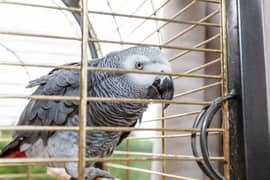 grey parrot