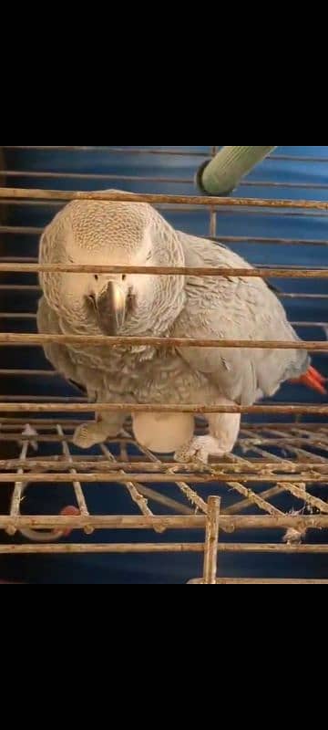 grey parrot 1