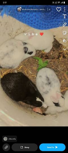 new born rabbits