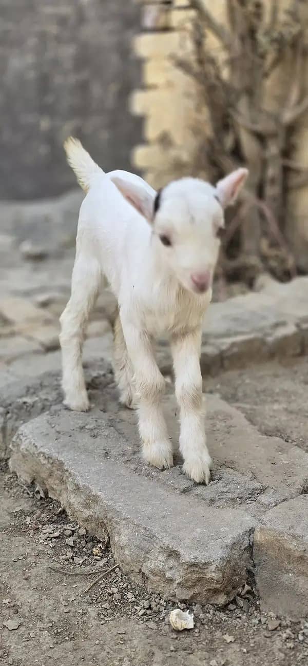 Goats / breeader bakray /gulabi bakry / bakry for sales 5