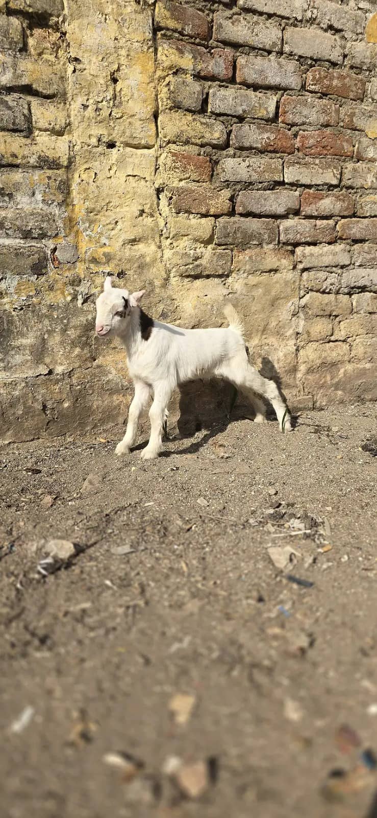 Goats / breeader bakray /gulabi bakry / bakry for sales 7