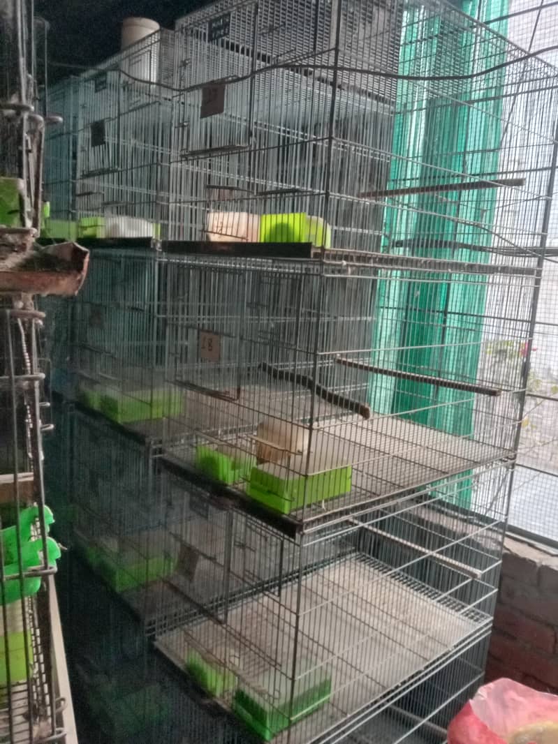 Birds Cage 0