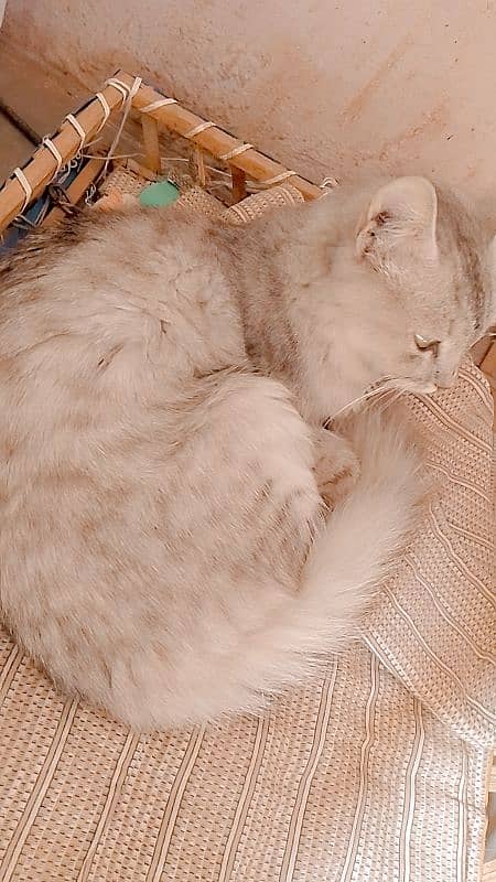 African Persian cat 1