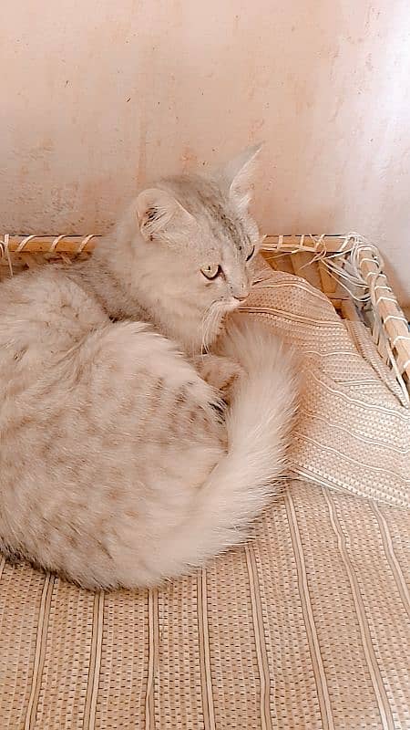 African Persian cat 2