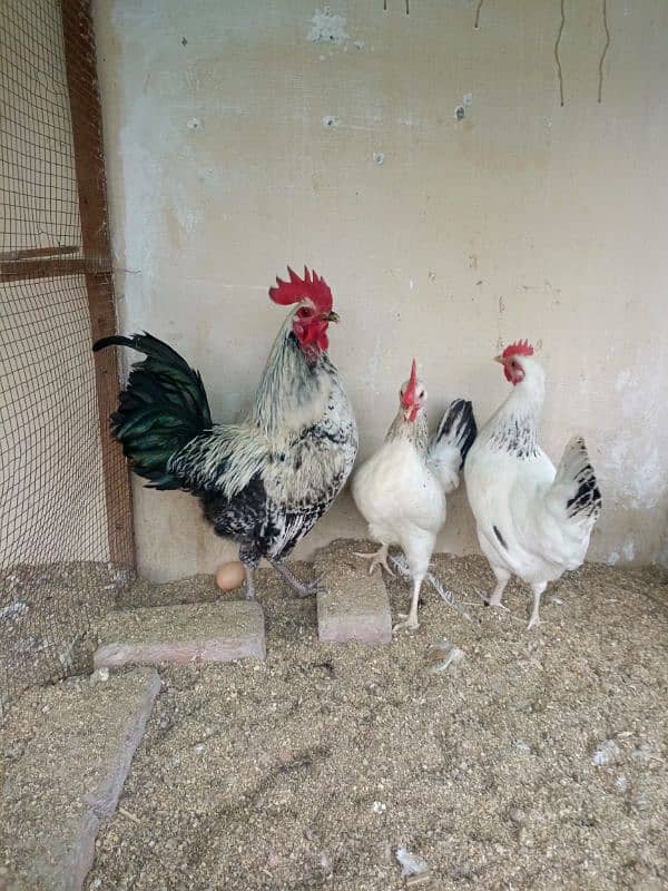 Heathy and active hens 2