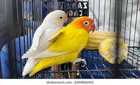 Love bird and Australian parrot