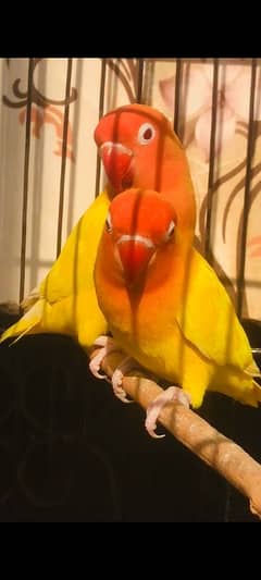 Parrot For Sale