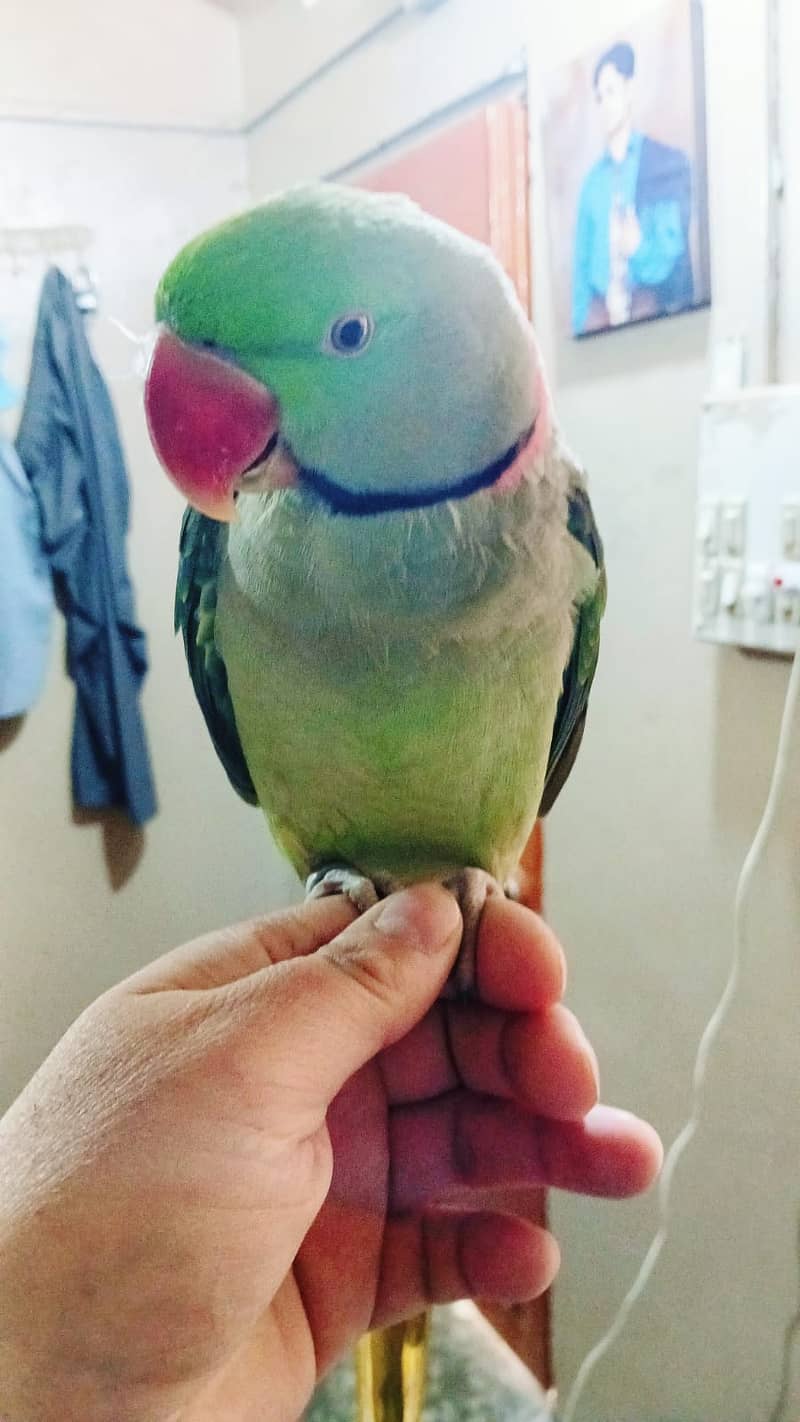 Raw Parrot | Green parrot | Talking & Hand tame Parrot | breeder 5