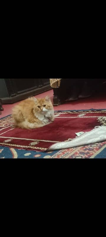 6 mnth Persian cat 4 sale 2