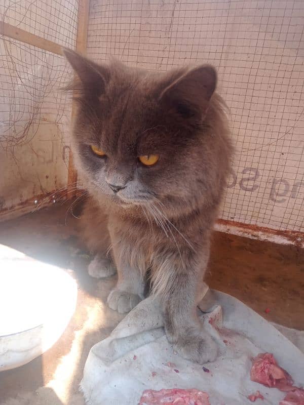 panj face brown beautiful cat age 15months 3