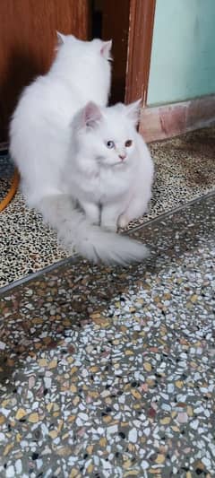 Persian Kittens For Sale