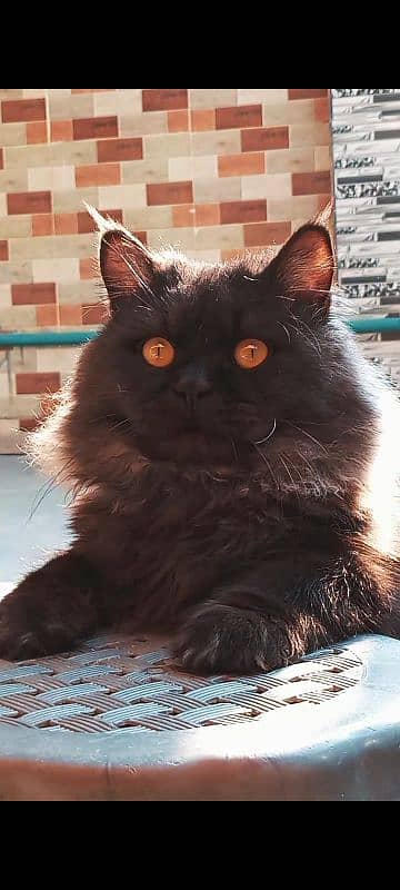 Smoke Persian cat 2