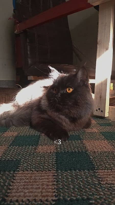 Smoke Persian cat 8