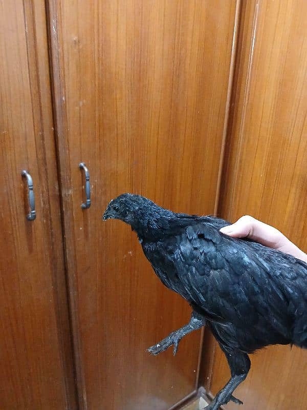 ayam cemani 4 months old fir sale 4