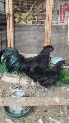 ayam cemani