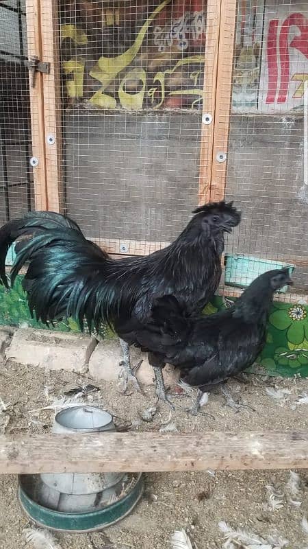 ayam cemani 0