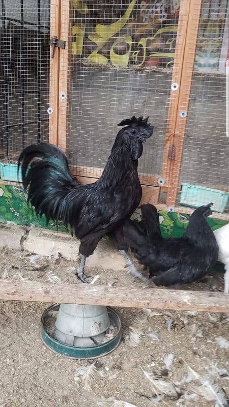 ayam cemani 2