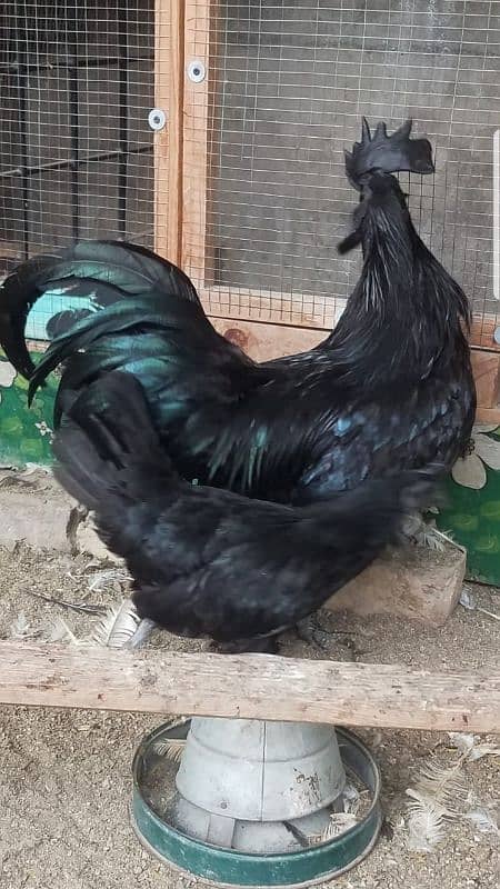 ayam cemani 3