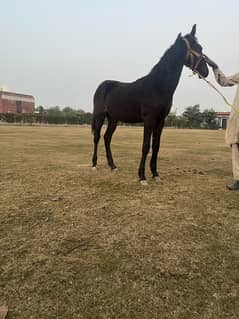 pure desi black colt 7 months old