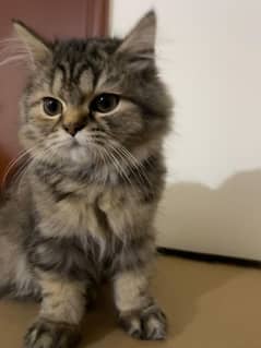 Persian kittens/ triple coated/ Vaccinated kittens available for sale