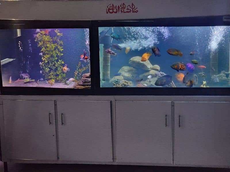 big size aquarium 3