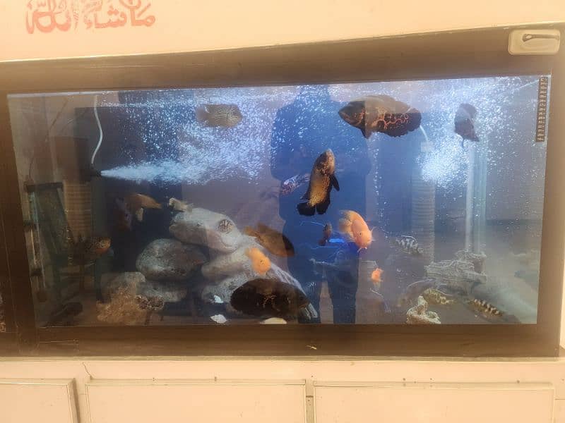 big size aquarium 8