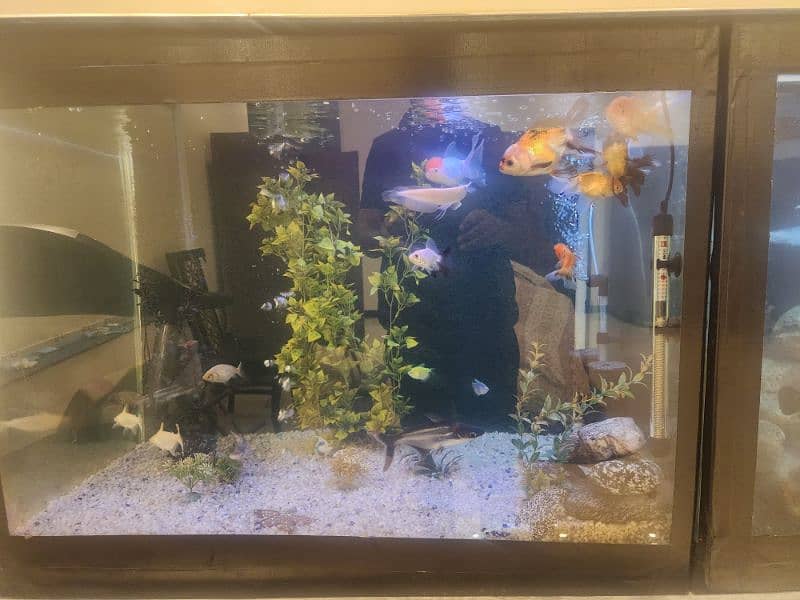 big size aquarium 9