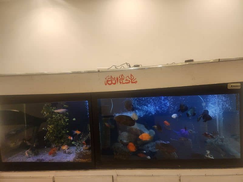 big size aquarium 17