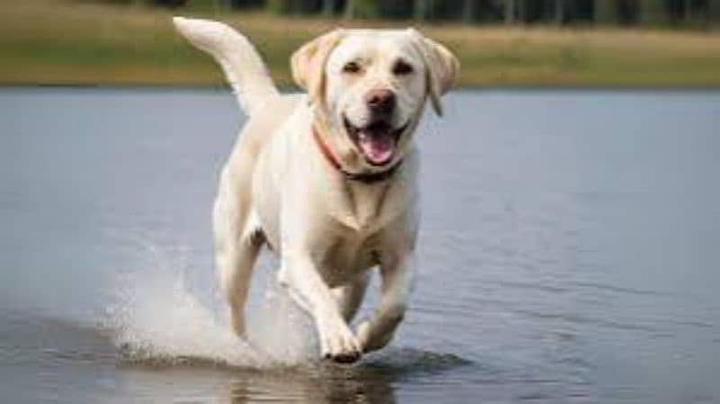 Labrador 0